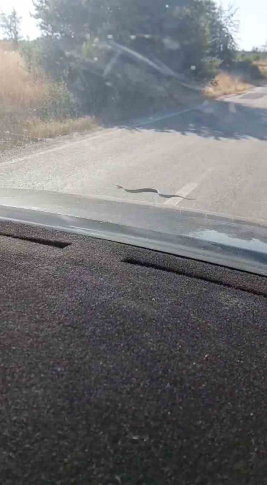 Sürücülerin yol üstündeki yılanla ilginç anları cep telefonu kamerasına yansıdı