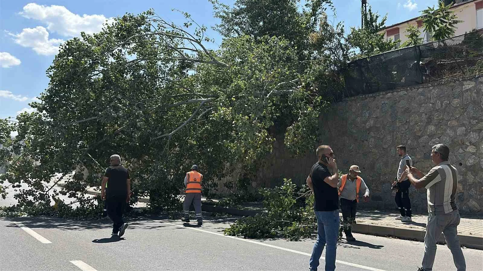 Eskişehir’de devrilen ağaç kara yolunu kısmen trafiğe kapattıEskişehir’de henüz bilinmeyen sebeple devrilen ve kara yolunu kısmen trafiğe kapatan kavak ağacının bulunduğu yerden ka