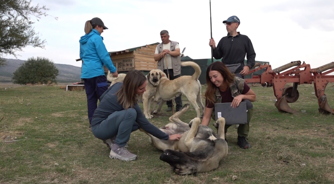 İtalyanlar Türk çoban köpeklerine hayran kaldı